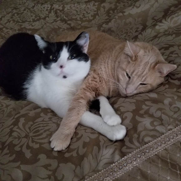 Meet our critters! - Picture 7 of 8